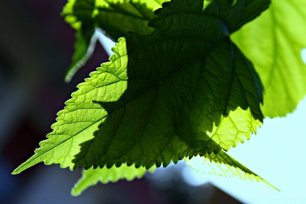 Folha verde em um fundo de Céu Limpo