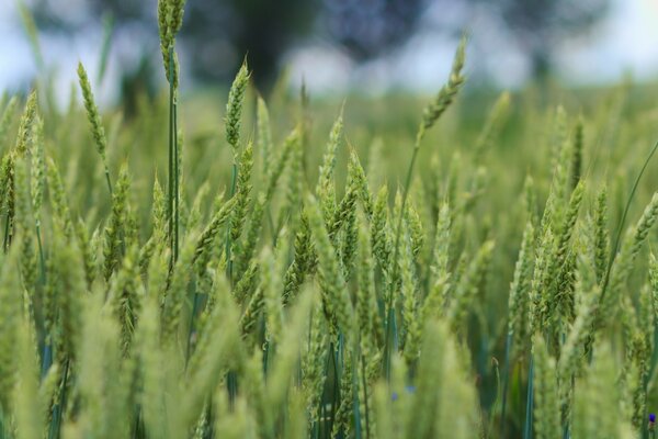 Campi di grano. Spighe di grano al pascolo