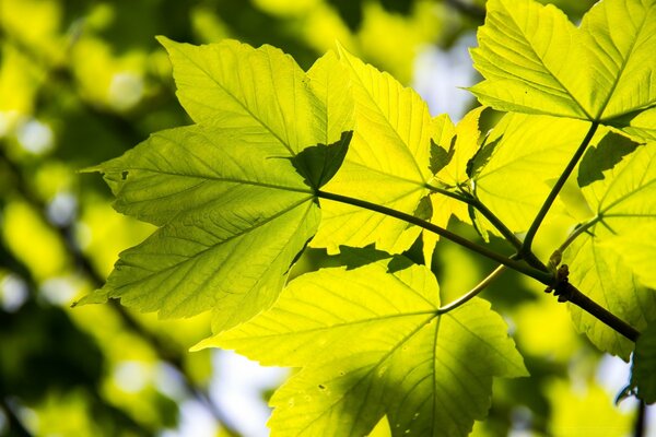 A tree branch in the sunlight