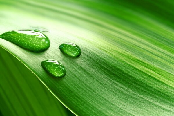 Dew drops on a blade of grass are close