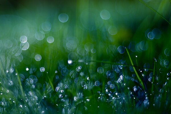 Blurry image of grass with dew drops