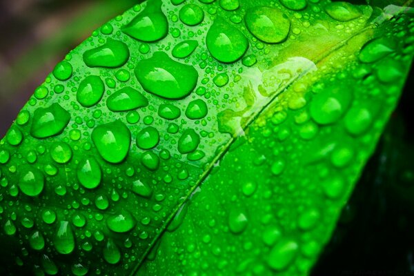 Dew is pure on a green leaf