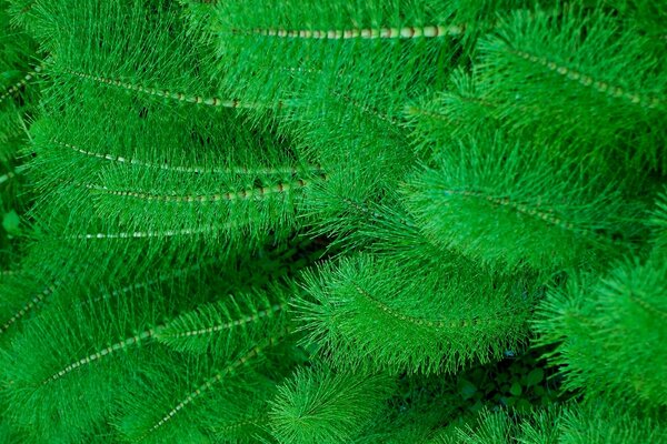 The branches of the green fern fluffed up