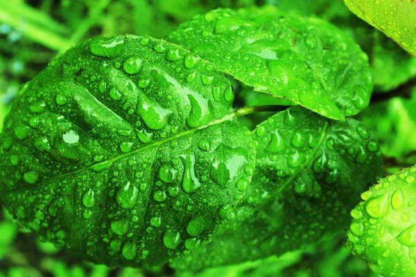 Hojas verdes en rocío