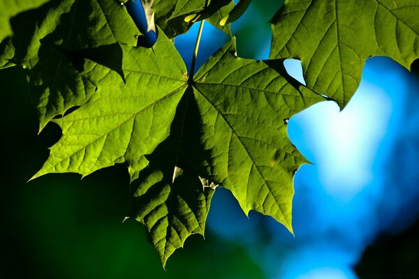 Naturaleza. Hojas verdes. Cepa