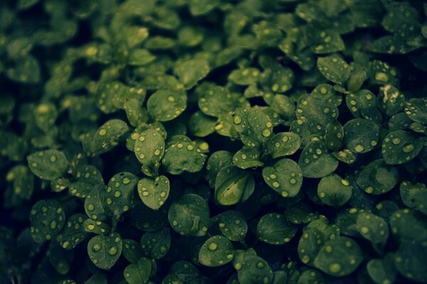 Brotes verdes de bajo crecimiento en el rocío de la mañana