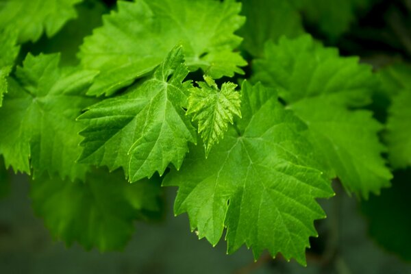 Macro photography of newly grown leaves