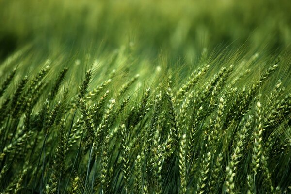 Fresh young wheat sprouts