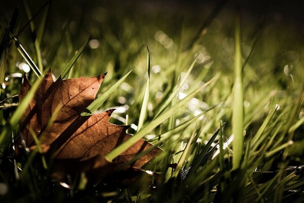 Vignetting. A beautiful leaf is lying on the grass