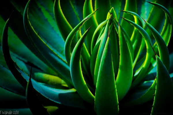 Plante verte dans la nature