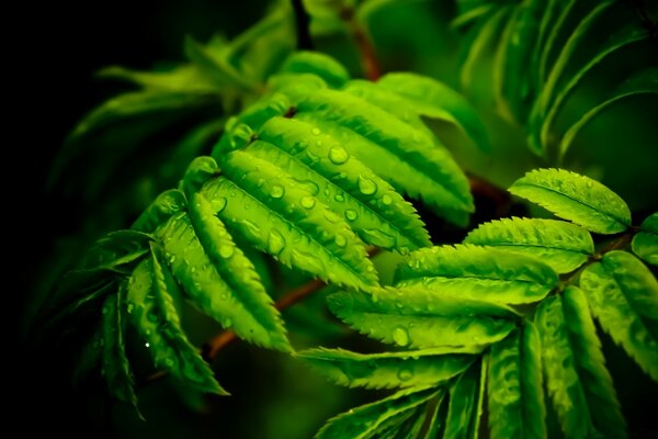 Natureza e natureza. Gotas de chuva na folhagem