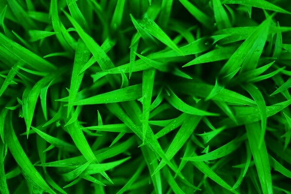 Green leaves close-up. Beautiful abstract background