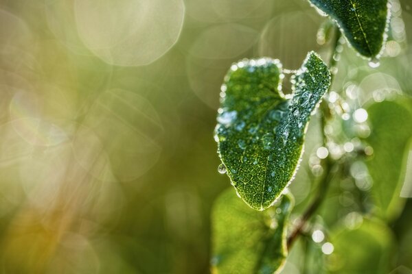 Naturaleza después de la lluvia. Hojas con gotas de lluvia