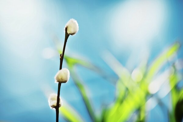 Willow twig against the sky