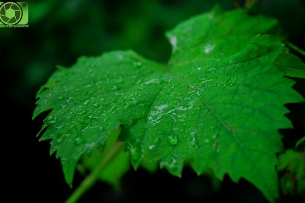 Drops on the foliage. Life in nature