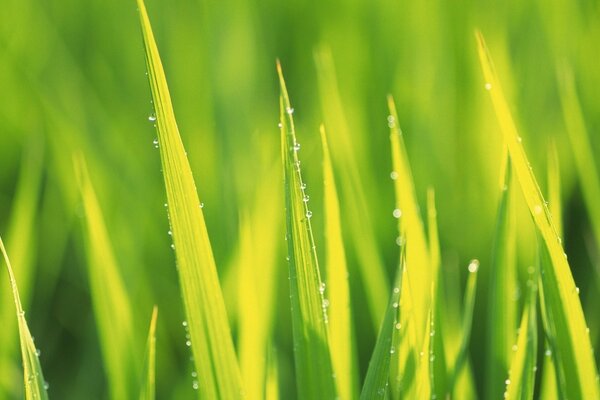 Herbe jeune verte avec des gouttes de rosée au soleil