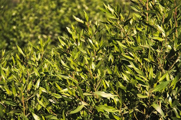 Feuillage vert épais au soleil