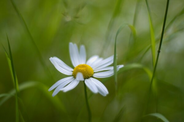 Marguerite blanche d été sur fond vert flou