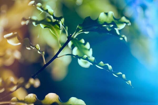 Eine Vielzahl von Blumen in der Natur. Die Kombination der Farben des Lebens