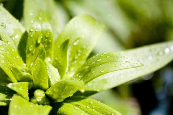 Green flower after rain