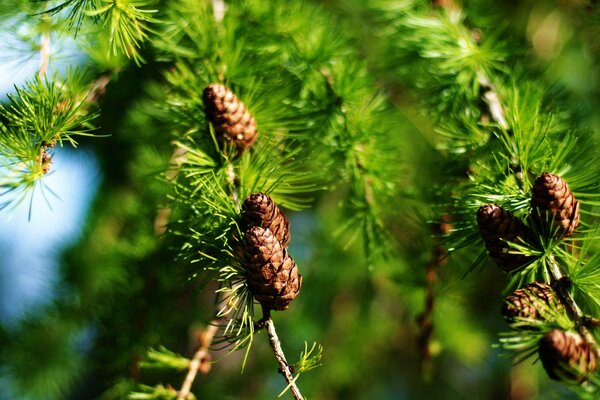 Coni sui rami degli alberi al sole