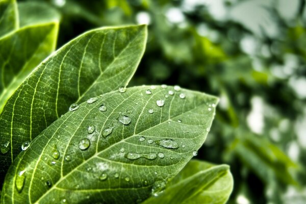 Gotas de orvalho nas folhas verdes