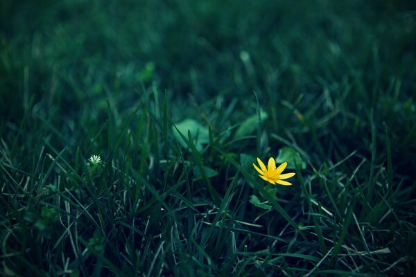 Leuchtend gelbe Blume im Gras