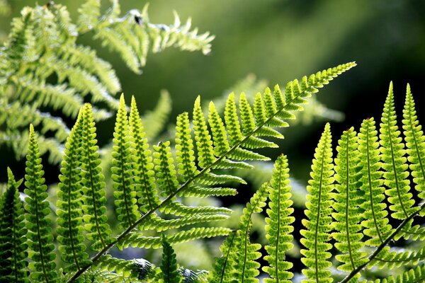 Schöne Blätter. Die Pflanzen. Die Natur. Flora