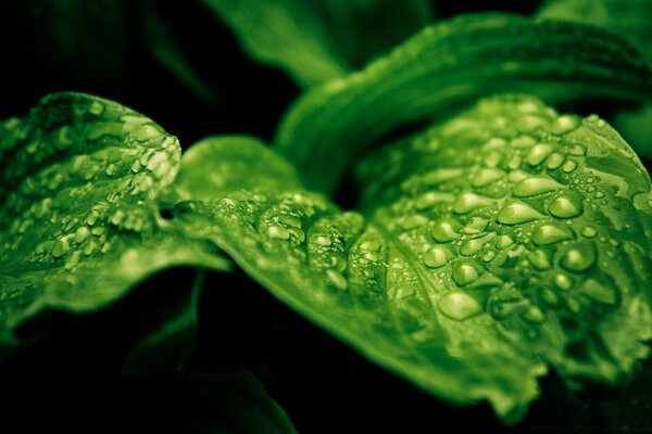 Gotas de agua rodantes sobre hojas grandes y brillantes