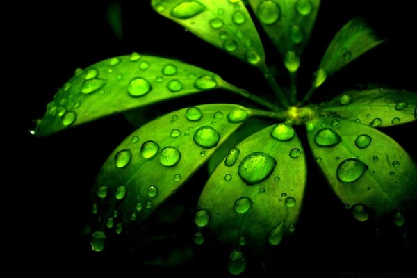 The plant after the rain. Water drops on a plant