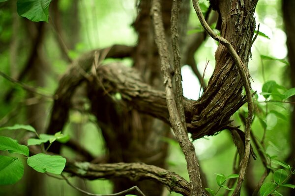 Trees in the forest. Jungles