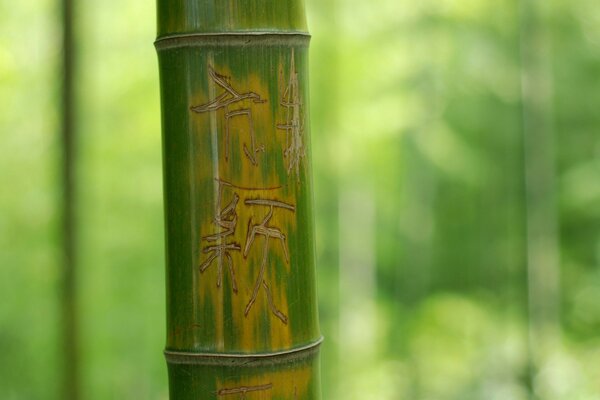 Caule de bambu. Madeira. Natureza