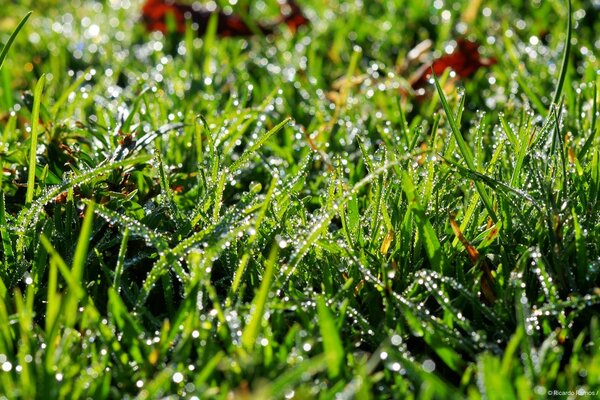 Morning dew on the juicy grass