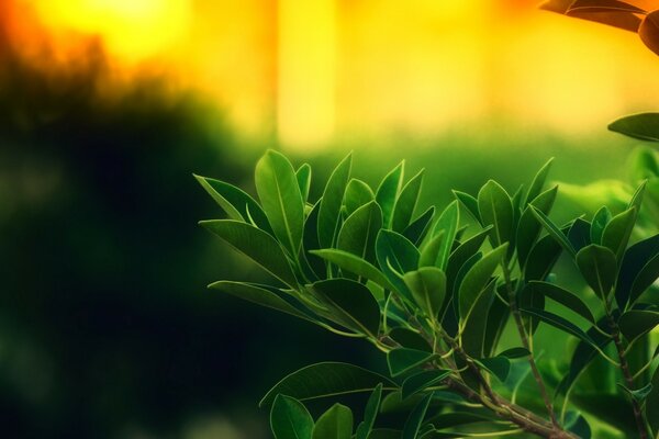 Feuilles vertes sur fond de coucher de soleil