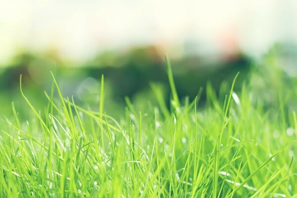 Green grass on a juicy lawn