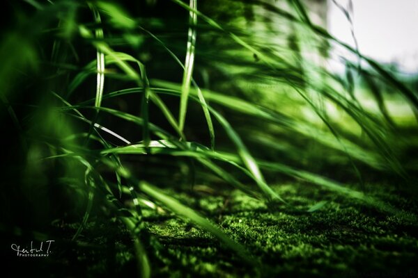 Sonnenstrahlen fallen auf Gras und Moos