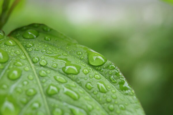 Dew drops on a green leaf