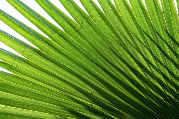 Gran hoja de palma en los rayos del sol