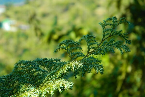 Folha da planta close-up