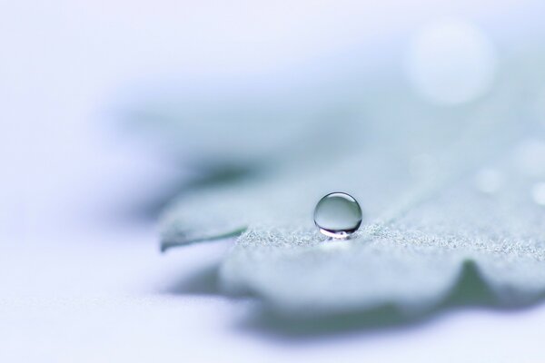 Gouttelettes d eau sur la feuille. Synopsis