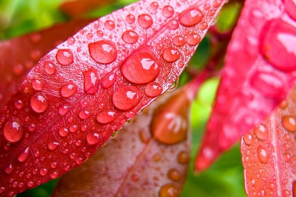 Gotas de orvalho na folha de outono