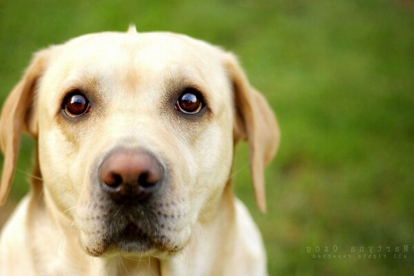 Tiere Hund Hund ist süß