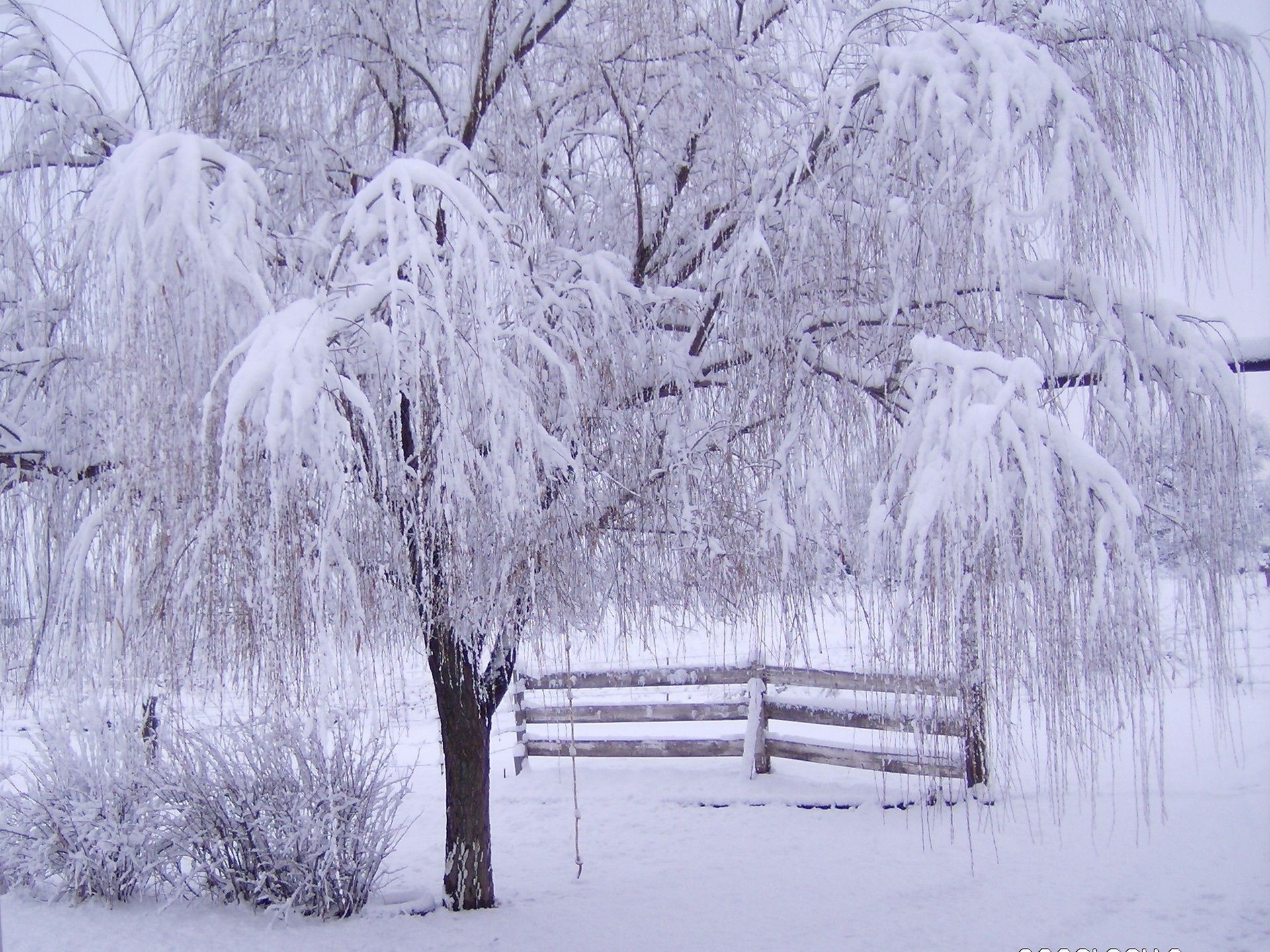 зима снег мороз холодная замороженные древесины сезон лед погода дерево пейзаж снег-белый морозный снежное ледяной пургу живописный сцена филиал