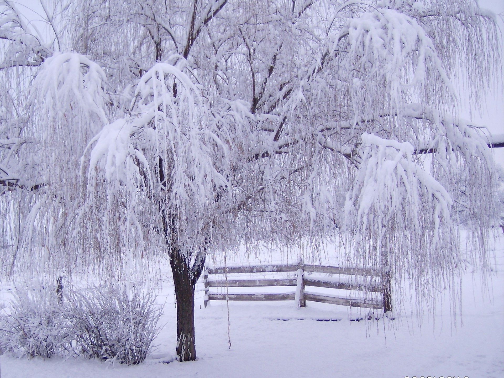 invierno nieve escarcha frío congelado madera temporada hielo tiempo árbol paisaje blanco como la nieve escarcha nieve hielo tormenta de nieve escénico escena rama