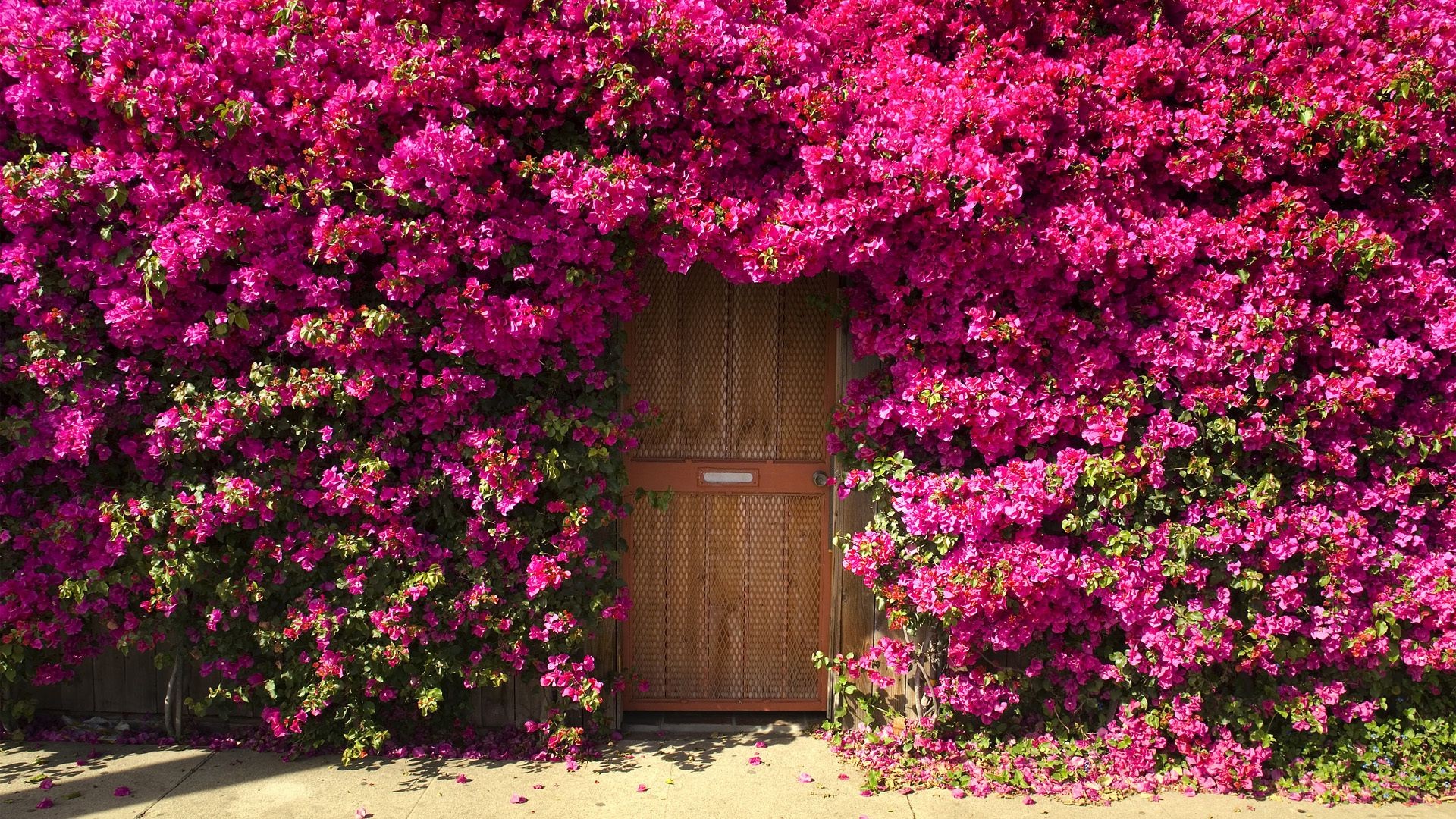 flowers flower garden yard outdoors shrub house flora geranium architecture