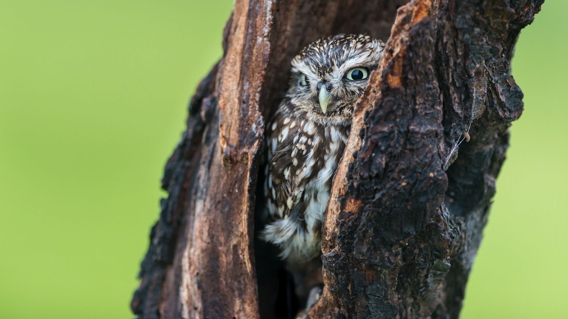 animaux faune oiseau nature hibou à l extérieur portrait animal arbre oeil