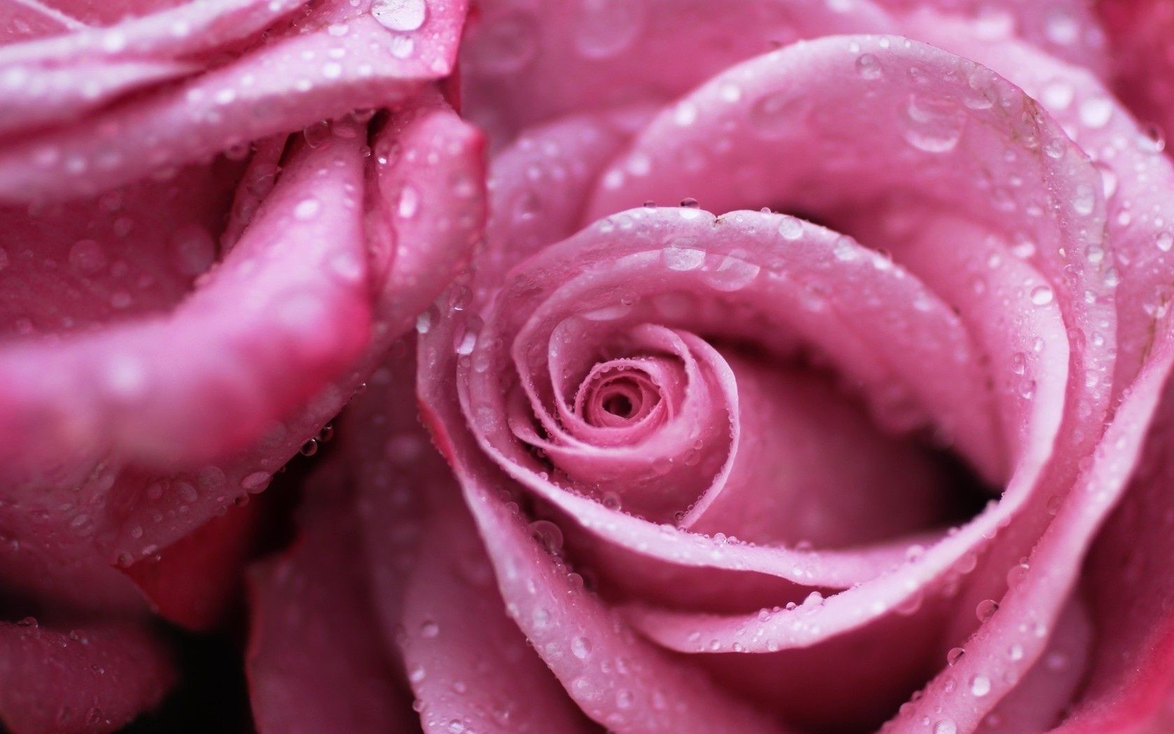 розы цветок росы лепесток любовь блюминг ароматерапия цветочные духи романтика подарок свадьба юбилей природа романтический нежный флора ботанический ароматный