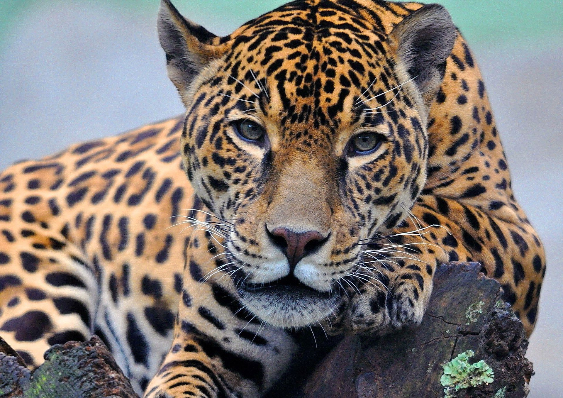 Картинки животных красивые. Ягуар животное. Обыкновенная Ягуар. Ягуар млекопитающее. Семейство кошачьих Ягуар.