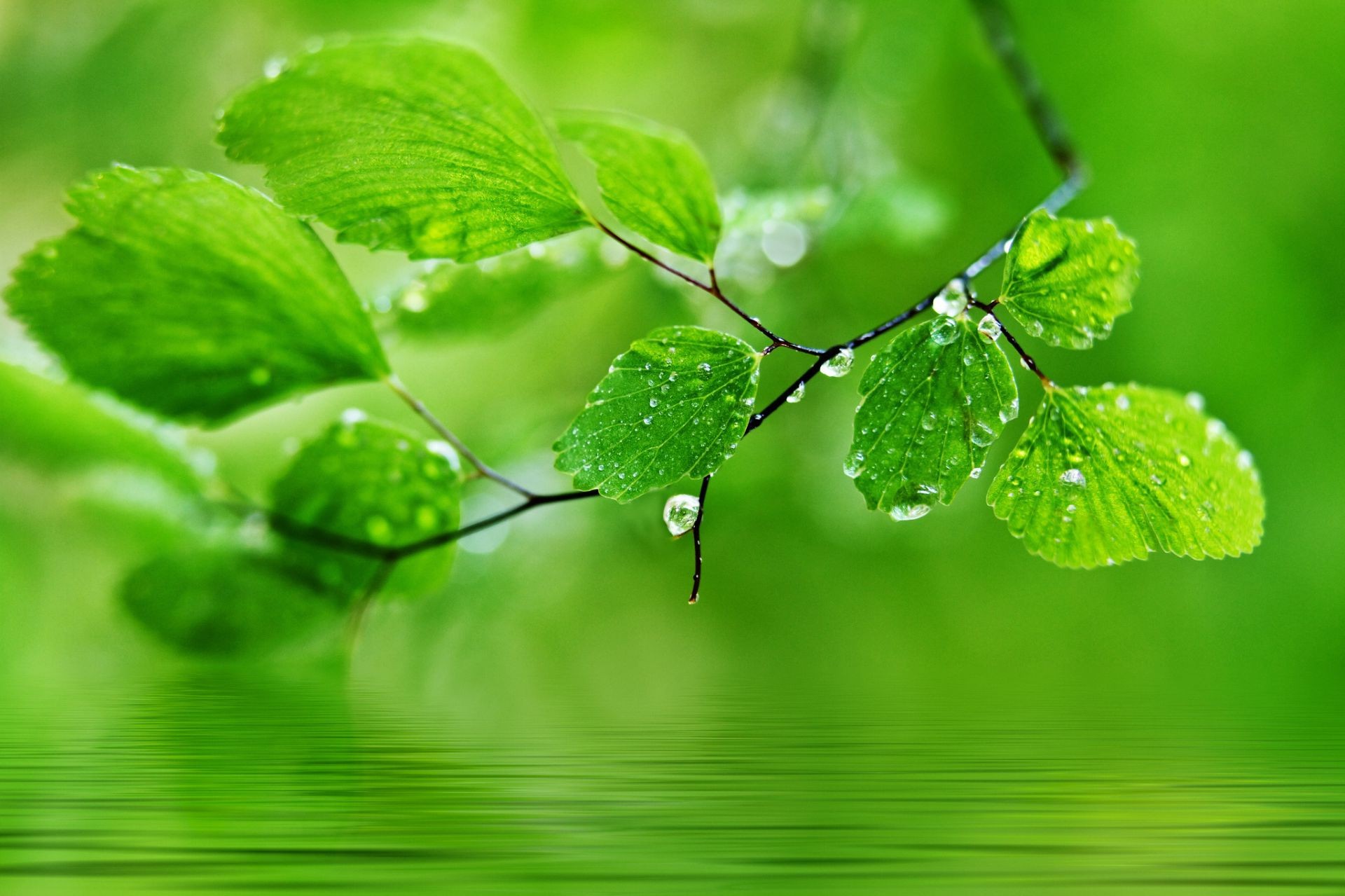 hojas hoja flora lluvia jardín exuberante naturaleza caída rocío crecimiento frescura medio ambiente medio ambiente ecología gotas limpieza húmedo verano primer plano hierbas