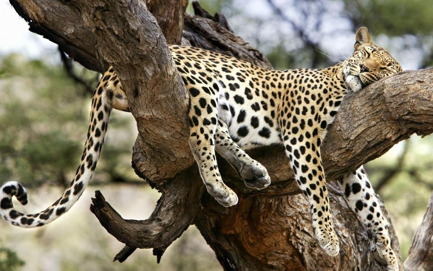 leopardos vida selvagem mamífero natureza selvagem animal safari gato predador jardim zoológico ao ar livre